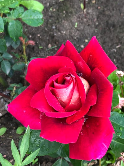 The image is a close-up, eye-level shot of a vibrant red rose with water droplets on its petals. The rose is in full bloom, with its petals unfurling from a tightly wound center. The center of the rose shows hints of lighter pink or white. The background is a mix of dark soil and green foliage, suggesting an outdoor garden setting. The overall impression is one of natural beauty and freshness.

The image was taken in the city of Zhukovo, Russia, likely in a garden or park. The lighting appears to be natural daylight, casting soft shadows on the petals and highlighting the water droplets. There are no people or animals visible in the image. The focus is solely on the rose, emphasizing its texture, color, and the delicate sheen of the water.