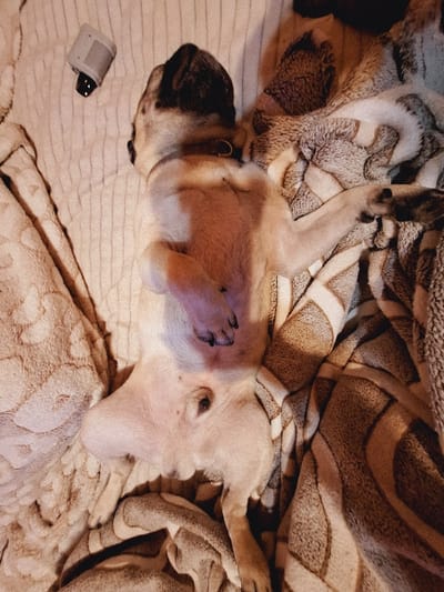 A pug lies upside down on a patterned blanket, its belly exposed. One leg is extended upward, and the other is tucked against its body, exposing black paw pads. The pug's head rests on a light-colored portion of the blanket, near a small, rectangular, gray object with a dark lens. The blanket has a mix of tan and brown swirling patterns, with some areas appearing more fluffy or textured than others. The pug's fur is a mix of tan and white, with dark facial features.