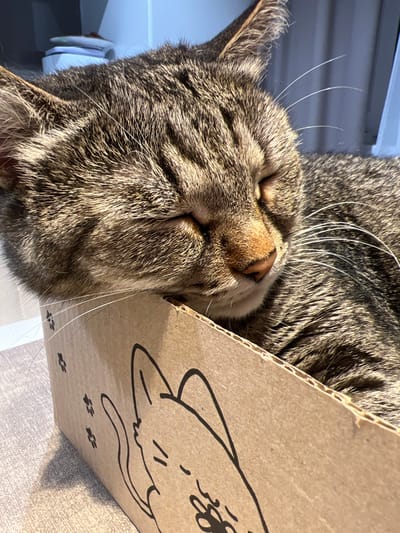 A brown and grey striped tabby cat is depicted resting, eyes closed, with its head positioned on the upper edge of a corrugated cardboard box. The cat's fur exhibits a distinct mackerel tabby pattern. Its nose is a pinkish-brown, and white whiskers extend from its muzzle. The cardboard box is light brown and features black line drawings, including a stylized cat face with closed eyes and several small paw print icons, on its visible side. The cat's body is partially visible within the box, suggesting it is either inside or draped over the side. The scene is illuminated by a strong, direct light source, creating distinct highlights on the cat's fur, particularly on its head and back. The cat and box are situated on a light-colored, textured surface, likely a floor or tabletop. The background appears to be an interior space with a light wall or vertical surface behind the cat. This scene is located in the city of Shaberdinka, Russia.