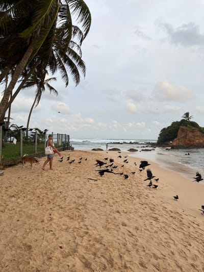 A young woman with blonde hair and sunglasses is walking on a sandy beach in Thalaramba, Sri Lanka, accompanied by a small, light-brown dog. She is wearing a light-colored tank top and denim shorts, and carrying a white tote bag over her shoulder. The woman appears to be smiling and looking to her left. The dog is trotting alongside her, also looking in the same direction.
The beach is bustling with numerous black birds, some are flying, while others are gathered on the sand. The ocean is visible in the background with gentle waves rolling in, and a rocky outcrop topped with lush greenery and a lone palm tree stands in the distance. The sky is overcast with soft, diffused light, suggesting it is either early morning or late afternoon. Palm trees with their fronds swaying in the breeze frame the left side of the image. The sand is textured with footprints and scattered debris. A metal fence and some wooden posts are visible behind the woman, separating the beach from a grassy area. The overall atmosphere appears serene and relaxed.