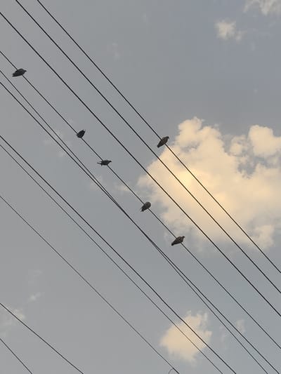 Seven birds are perched on parallel power lines against a backdrop of a cloudy sky. The clouds are partially illuminated by sunlight, creating a gentle glow. The image appears to be taken from a low angle looking upwards. The scene is nondescript and could be found in many urban or suburban environments. No specific landmarks or identifying features of Gurgaon, India, are visible in the image.