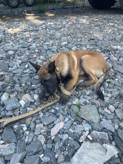A young, tan and black German Shepherd dog is lying on a bed of dark gray gravel, chewing on a thick, tan and brown rope toy. The dog wears a tan collar. The background is out of focus but shows a metal fence and the tires of a vehicle. The scene appears to be an outdoor, possibly urban, area.