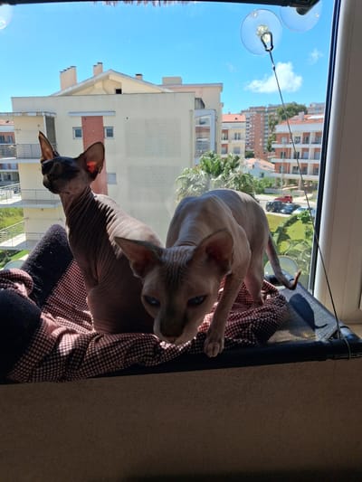 Two hairless Sphynx cats are inside a window hammock. Outside the window, buildings are visible in Figueira da Foz, Portugal. The hammock is made of black mesh with a black frame. The blanket on the hammock has a red and white pattern. Suction cups attach the hammock to the window. The sky is blue with white clouds.