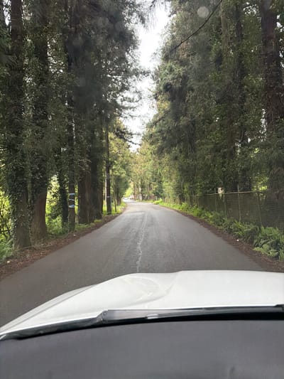 The image shows a road through a forested area, possibly near Ortabatumi, Georgia. Tall trees line both sides of the road, creating a tunnel-like effect. The road surface is asphalt, appearing wet or recently paved. A vehicle, partially visible on the right side of the frame, suggests the photo was taken from inside the car. A wire fence is visible along the right side of the road in the mid-ground. The sky is obscured by the trees, creating a shadowed effect over the road. No people are visible in the image.