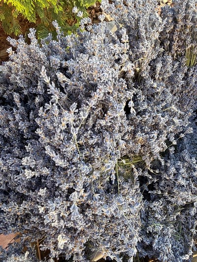 A close-up, top-down shot shows a dense cluster of dried lavender sprigs. The lavender is a muted purple-gray color, with the individual florets and stems clearly visible. The sprigs are tightly packed, creating a textured surface. In the upper left corner, a portion of a green, coniferous plant is visible, its needles sharply defined. The background beyond the lavender appears to be composed of dark soil and some lighter-colored stones. The lighting suggests it is daytime, with sunlight illuminating the lavender from the upper right. The scene is natural and appears to be outdoors, likely in a garden or a setting where harvested lavender is being displayed or dried. There are no people, animals, or any indication of human activity beyond the harvested plants themselves. The location is the city of Berehove, Ukraine.