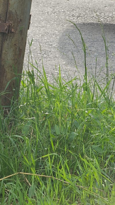A close-up, eye-level outdoor shot shows a weathered, rusty metal pole on the left, with a band of rusty metal attached near its base. The pole is partially obscured by tall, lush green grass and other vegetation that dominates the foreground and midground. The grass is varied in height and texture, with some blades thin and upright, while others are broader and more relaxed. In the background, a textured asphalt surface, likely a road or pathway, is visible. The lighting suggests it is daytime, with sunlight illuminating the scene. The specific location in Kamensk-Uralsky, Russia, is not discernible from the visual elements alone. There are no people or animals present in the image.