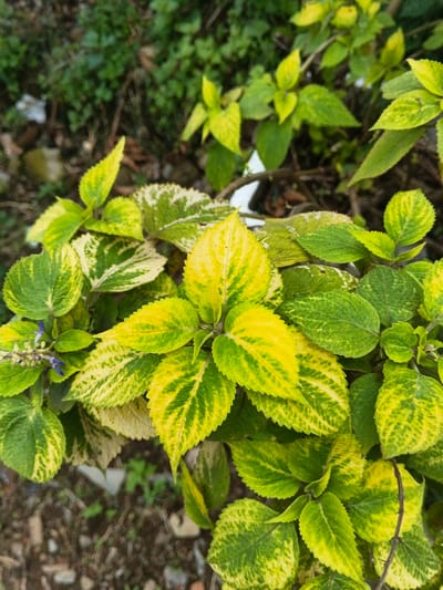 A vibrant plant with variegated foliage dominates the foreground. Leaves display a mix of yellow and green hues, creating a striking pattern. Smaller purple flowers peek out amongst the leaves. The plant is situated outdoors, with blurred greenery and ground visible in the background. The lighting is soft and natural.