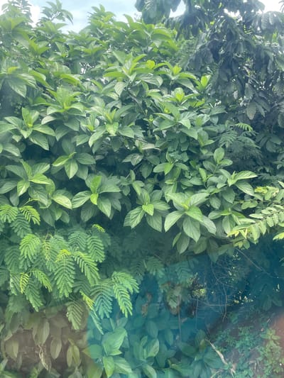 The image shows a dense, lush green canopy of tropical foliage. The leaves are varied in size and shape, with some larger, broad leaves and others smaller and feathery. The lighting suggests it is daytime, with sunlight filtering through the leaves, creating areas of bright light and shadow. The lower portion of the image has a blueish tint, possibly due to reflections or a filter. The foliage appears to be in a natural outdoor setting, likely a garden or a wooded area, with no visible man-made structures or human subjects. The environment suggests a warm, humid climate.