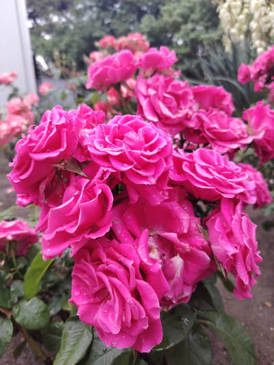 The image displays a close-up view of a vibrant cluster of hot pink roses, prominently featured in the foreground and midground of a garden scene. Many small water droplets are visible on the petals and green leaves, indicating recent rain or morning dew. The roses are in full bloom, with rich, saturated colors dominating the frame.

In the blurred background, additional pink and reddish flowers can be seen, alongside green foliage. On the right side of the background, a tall plant with white, possibly bell-shaped flowers (resembling a yucca) is partially visible. A white building or wall corner is faintly discernible on the left edge of the background. The ground visible in the bottom right is dark and earthy. The lighting is soft and diffused, consistent with daytime conditions.

No specific activity or event is taking place, and there are no human subjects. The scene conveys a sense of natural beauty and freshness, likely captured in a garden setting in Aytos, Bulgaria. No visible text is present in the image.