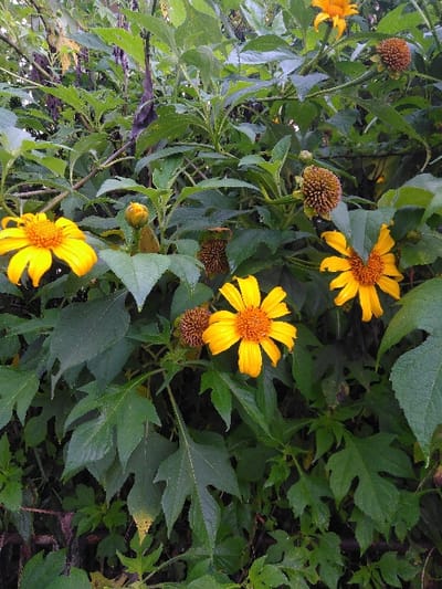 The image captures a dense cluster of flowering plants in Mouangkeo, Laos. Multiple bright yellow, daisy-like flowers with distinct orange-yellow centers are prominent, exhibiting characteristics consistent with *Tithonia diversifolia* (Mexican sunflower). Approximately five fully open blossoms are visible, interspersed with several unopened buds and multiple dried, brown seed heads, indicating varying stages of bloom and senescence. The plants feature abundant, deep green foliage with lobed or serrated margins; some leaves display visible water droplets on their surfaces. The background consists solely of more dense green vegetation, with no visible sky or artificial structures. No human subjects or animals are present in the frame.