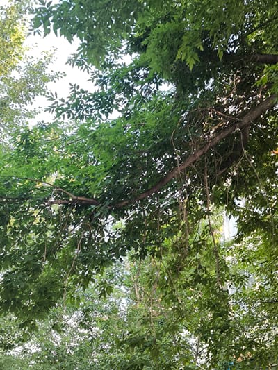 This media file is a photograph taken outdoors, looking upwards through the canopy of a tree. The primary subjects are the lush green leaves and branches of the tree, with sunlight filtering through the foliage, creating a dappled effect. Some thinner, dangling branches or vines are also visible. In the background, through the gaps in the leaves, hints of buildings and possibly other trees can be discerned. The scene suggests a natural setting within an urban environment, given the presence of buildings. The lighting indicates it is daytime, likely with clear or partly cloudy skies allowing sunlight to penetrate the leaves. No people or specific objects are clearly identifiable. The overall impression is one of natural abundance and the interplay of light and shadow within a leafy environment. The location context of Kostanay, Kazakhstan, places this scene within a specific geographical region. No text is visible in the image.