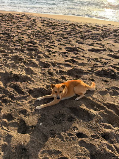 A medium-sized, light brown dog with pointed ears and dark eyes lies on a sandy beach in Abang, Indonesia. The dog is positioned diagonally across the frame, facing the viewer. Its front legs are extended forward, and its back legs are tucked underneath. The sand is dark brown and appears to have been disturbed by footprints. In the background, the ocean meets the shore with gentle waves. The lighting suggests it is either sunrise or sunset, with the sun casting a warm glow on the scene. The overall environment is a tranquil beach setting.