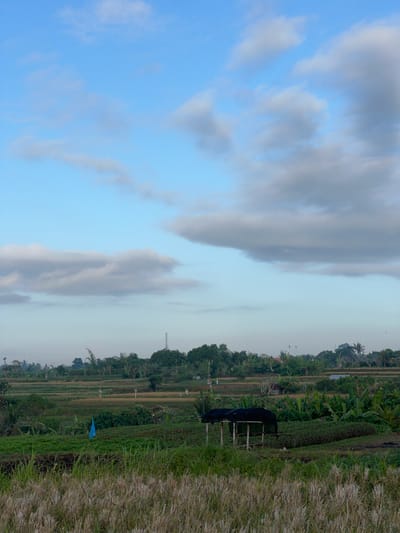 A vertical, medium shot captures a vibrant green agricultural landscape in Abiansemal, Indonesia, under a bright blue sky dotted with scattered white clouds. In the foreground, dry, golden-brown grass forms a textured layer, transitioning into lush green fields. A prominent blue flag stands out in the mid-ground, amidst rows of dark green plants. Further back, a small, open-sided shelter with a dark canopy sits nestled amongst more greenery. The background reveals tiered rice paddies, interspersed with trees and vegetation, and a distant cell tower. The overall scene conveys a sense of rural tranquility and agricultural activity.