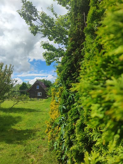 In Laskino, Russia, a rustic wooden house with a dark brown roof and two white-paned windows is nestled amidst lush greenery under a cloudy sky. The house is situated in a clearing, with a well-maintained lawn in front and surrounded by trees and bushes. A large, vibrant green evergreen hedge dominates the foreground, partially obscuring the view of the house and creating a sense of depth. The hedge is dense and textured, with smaller branches and leaves visible. To the left of the hedge, some lighter green foliage and yellow-tinged bushes are present, adding a touch of color contrast. The lawn is a bright green, with shadows cast by trees suggesting sunlight filtering through the clouds. The sky above is a mix of white and grey clouds, with patches of blue visible. The overall impression is one of a peaceful, rural setting.