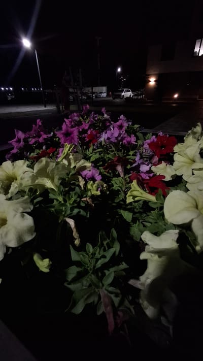 An outdoor night scene captured in Elitnyi, Russia, features a planter filled with vibrant petunias in various shades of purple, pink, red, and cream. The flowers are illuminated by artificial light, creating a dramatic contrast against the dark background. In the distance, streetlights and vehicle headlights are visible, suggesting a road or parking area. A building with illuminated windows can be seen to the right. The overall impression is one of urban nighttime illumination highlighting the beauty of the flowers.