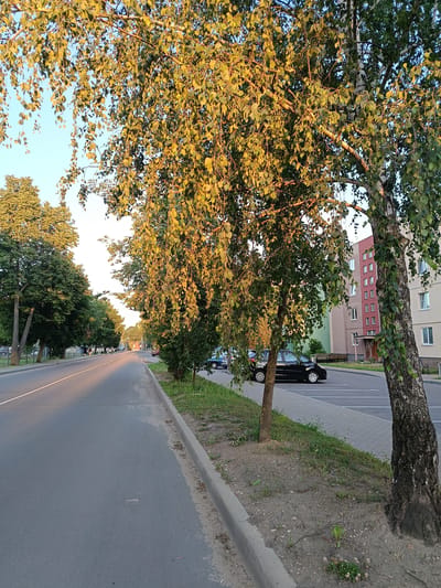 The image depicts a street scene in Nesvizh, Belarus, at what appears to be late afternoon or early evening, judging by the golden hour lighting. The foreground shows a paved road with a white lane marker, running towards a vanishing point. To the right of the road is a paved sidewalk or parking area, bordered by a concrete curb. Several birch trees with distinctive white bark and green leaves are prominent, with one large tree in the immediate right foreground leaning slightly. In the background, apartment buildings are visible, with one building featuring a pink and beige facade. There are parked cars, including a black sedan on the right side. A line of trees flanks the left side of the road, and a few pedestrians are visible walking on the sidewalk in the distance. The sky is a clear, pale blue.