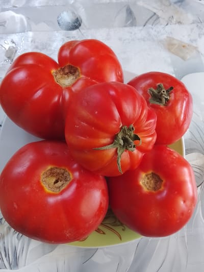 A close-up shot captures five ripe, red tomatoes arranged on a white plate with a green and brown patterned rim. The tomatoes are plump and have slightly irregular shapes, with visible stems and calyxes. The background features a patterned surface, possibly a tablecloth or placemat, with abstract designs in shades of gray and white. There is no indication of the location being in the city of Kerben, Kyrgyzstan.