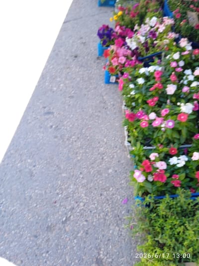 The image shows a sidewalk with a display of potted flowers for sale. The flowers are in various shades of pink, white, and purple, and are arranged in blue plastic containers. The sidewalk is made of gray concrete with small pebbles. In the lower right corner of the image, a timestamp reads "2026/6/17 13:00". There are no people visible in the image. The scene appears to be an outdoor flower stall. While Yevpatoriya, Ukraine is mentioned, there are no specific landmarks or context in the image to confirm this location.