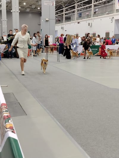 This image captures a dog show event taking place indoors, likely in an exhibition hall. The foreground features a woman in a white suit walking on a grey carpeted floor, her blonde hair pulled back. To her right, a small, tan Shiba Inu is trotting towards the camera with its mouth open, appearing to be actively participating in the show. In the background, a line of people are standing, some holding dogs. Several Shiba Inus are visible, positioned in front of their handlers who are dressed in various attire, including a woman in a red dress and another in a black dress. Behind the people and dogs, there are various exhibition booths and displays, including a banner with Russian text. The overall environment suggests a formal competition setting within a large, indoor space. The image appears to be taken in the city of Zelenaya Roshcha, Russia.