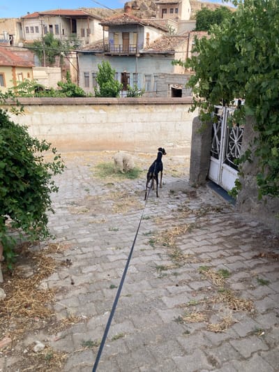 A doberman pinscher on a leash stands on a cobblestone path in Avanos İlçe Merkezi, Turkey. The dog is facing away from the camera, looking towards a white metal gate and a stone wall. In the background, a flock of sheep grazes on a patch of dry grass. Traditional Turkish houses with terracotta roofs are visible on a hillside behind the sheep. Lush green trees and foliage are present on the left and right sides of the image, framing the scene. The ground is a mixture of cobblestones, dry grass, and dirt. The sky is clear and blue.