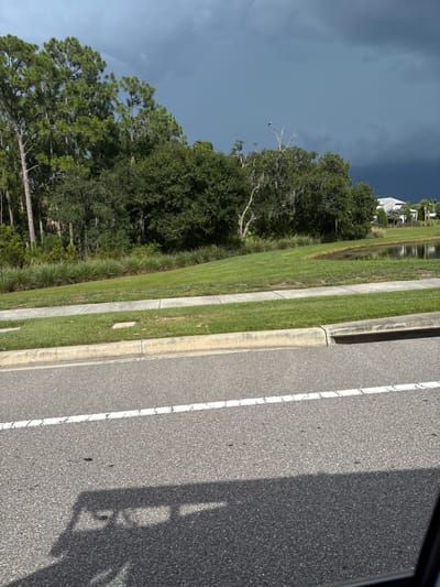 The image shows a view of a suburban street in Sarasota, Florida. A paved road with a white dashed line runs across the foreground. A concrete sidewalk runs parallel to the road, separated by a strip of grass. Beyond the sidewalk, a manicured lawn slopes upwards, bordered by ornamental grass. A stand of pine trees and other lush green foliage forms a backdrop. In the middle ground, a body of water, possibly a retention pond, is visible to the right, reflecting the sky. Several houses with white roofs are situated in the distance. The sky is dominated by dark, ominous storm clouds, with a small bird in flight near a dead tree in the upper left quadrant of the frame. The shadow of a vehicle, likely a car, is cast on the road in the lower left corner.