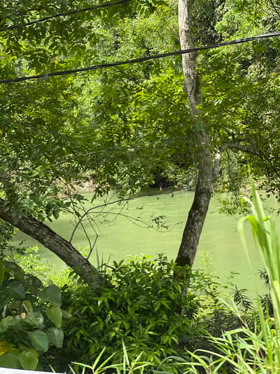 An outdoor, eye-level, medium shot captures a tranquil scene of a light green river flowing through a lush, verdant environment. The river occupies the middle and right portions of the frame, reflecting the bright daylight and appearing somewhat murky. In the foreground, dense foliage and leafy green bushes create a natural barrier. A tree trunk, textured and gray, leans into the frame from the left, its branches extending upwards and outwards, partially obscuring the view of the river. Several black wires, possibly power lines, run horizontally across the upper portion of the image, a subtle sign of human presence in this natural setting. The background is dominated by a dense canopy of green trees and vegetation, suggesting a remote or park-like area. The overall impression is one of natural beauty, with the presence of the wires indicating it is likely a location accessible to human activity. The scene does not depict any individuals or animals.
