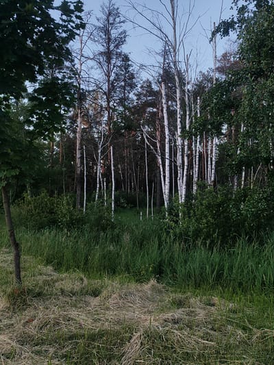 A low-angle shot captures a sun-dappled scene of a forest edge with a mix of trees, tall grass, and dry, scattered straw in the foreground. Dominating the mid-ground is a cluster of slender, white-barked birch trees, their bare branches reaching towards a pale blue sky. Behind them, a dense line of darker trees, likely pines, forms a deep shadow. In the immediate foreground, thick, vibrant green grass grows tall, interspersed with patches of dry, straw-like vegetation. A thin, dark tree trunk is visible on the far left, adding to the sense of a natural, untamed environment. The lighting suggests it is either early morning or late evening, with soft light filtering through the leaves and illuminating the white bark of the birches. The scene is devoid of any human presence or activity, focusing solely on the natural landscape.