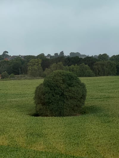 The image displays an elevated view of a cultivated agricultural field on the periphery of Exeter, United Kingdom, under an overcast sky. In the foreground and mid-ground, a field of light green crops, likely cereal grain, stretches horizontally, exhibiting faint linear patterns. Centrally positioned within this field is a large, dense, dark green, roughly spherical or ovular bush or small tree. The ground immediately surrounding the bush's base appears slightly darker. In the background, a dense, dark green treeline composed of various deciduous and evergreen trees acts as a natural barrier, beyond which residential rooftops are visible. These roofs are primarily dark-tiled, indicative of suburban housing. A single, slender, white pole, possibly a lamp post or utility pole, stands vertically on the left side of the frame, partially obscured by the distant treeline and houses. No people or animals are present, and no active interactions or actions are depicted within the static scene. The sky occupies the upper third of the image, appearing uniformly light grey, suggesting overcast conditions.