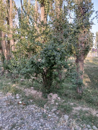 A medium shot shows a bushy green shrub with small green berries, partially obscuring several tall trees with rough bark. The trees have sparse foliage at the top, suggesting a possible seasonal change. The ground is covered in small grey and brown stones, with patches of dry grass. A brown plastic bottle with a white label lies on the ground near the bottom left of the frame. In the background, a white building with brown trim and several slender trees are visible. The sky is a clear, light blue. The scene appears to be in an outdoor, possibly rural or park-like setting.