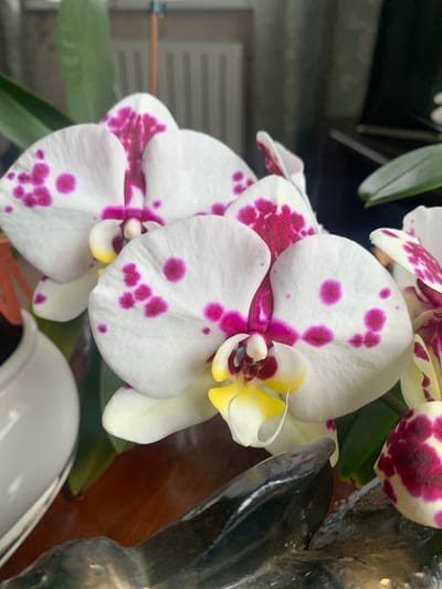 The image shows a close-up of several white orchid flowers with vibrant pink spots. The orchids have yellow and deep pink accents in their centers. The background is blurred, but appears to be an indoor setting with what looks like a radiator and possibly furniture. There is no information or visual evidence in the image that suggests a location in Kavalerovo, Russia.