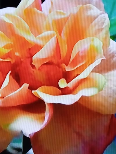 The image is a close-up, pixelated, and vertically striated photograph of an orange and yellow rose. The rose is in full bloom, with many overlapping petals that create a sense of depth and texture. The lighting appears to be bright, highlighting the vibrant colors of the petals and casting soft shadows. The background is blurred, with hints of green and black, suggesting foliage or a dark setting. The image quality is low, likely due to digital noise or a low-resolution camera, making it difficult to discern fine details. There are no people or identifiable objects in the foreground or background, and no action is depicted. The image does not provide any information that would allow for its location to be determined in Chachersk, Belarus, or any other city.