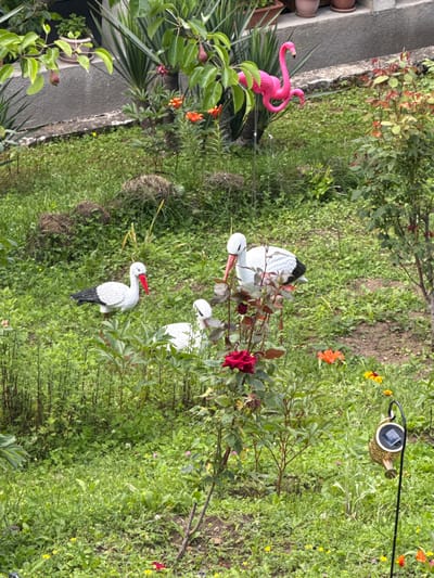 In a lush, green garden, possibly located in Dilijan, Armenia, a vibrant pink flamingo statue stands prominently amongst the foliage, its long neck elegantly curved. Nearby, two white stork statues, one larger than the other, are positioned on the grass, their red beaks adding a splash of color to the scene. A single red rose, in full bloom, adds a touch of natural beauty, contrasting with the artificiality of the garden ornaments. In the background, a wall runs along the edge of the garden, hinting at a residential or cultivated area. The overall impression is one of a whimsical and well-maintained outdoor space, perhaps a backyard or a public garden, where decorative elements are used to enhance the natural beauty of the surroundings.