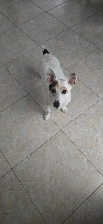 A jack russell terrier dog stands on a tiled floor, looking up at the camera. The dog is predominantly white with brown markings around its eyes and ears, and a black marking on its tail. The floor is made of large, square, beige tiles with a subtle marble-like pattern. The lighting suggests an indoor environment. The image was taken in Migdal HaEmeq, Israel.