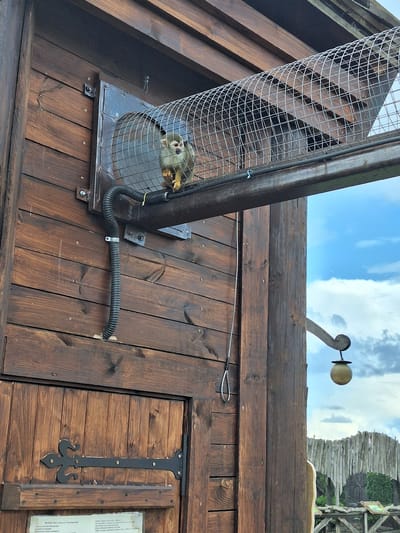 A squirrel monkey is visible in a wire cage attached to a wooden structure. The monkey is light brown and white with a dark face. The cage appears to be a tunnel-like structure made of wire mesh, connected to a metal opening on the wooden building by a black, corrugated pipe. The building is constructed of dark brown wooden planks. There is a decorative black metal hinge on a wooden door below the monkey. In the background, a wooden fence and green foliage are visible against a cloudy blue sky. A small, spherical lamp hangs from a curved wooden support on the right side of the image. The scene is likely part of an outdoor enclosure, possibly at a zoo or animal park, in the area of Malakhovetski village council, Belarus.