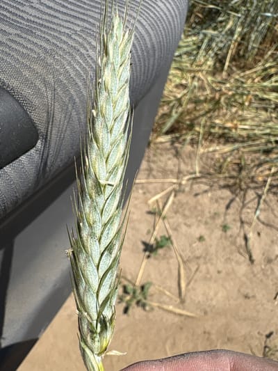 A close-up shot of a single immature wheat stalk is presented, held in a human hand. The stalk is predominantly green with some lighter, yellowish hues and visible awns extending from its top. The stalk is positioned in the foreground, obscuring a portion of a person's finger in the lower right corner. To the left of the stalk, a textured, dark gray surface with a ribbed pattern is visible, likely part of a vehicle interior. The background shows dry, light brown soil with scattered dry grass and a few small green plants, suggesting an outdoor, possibly agricultural, setting. The image's lighting indicates it was taken during daylight. No specific location in Opatów, Poland can be determined from the visual information provided.