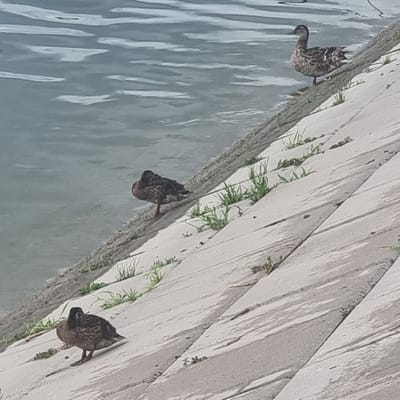 The image shows three ducks perched on a textured concrete surface next to a body of water. The concrete is light gray and appears to be part of a retaining wall or embankment, with lines and cracks visible. Green grass sprouts in some areas between the concrete sections. The water on the left is a muted blue-gray with light reflections. The ducks are brown and mottled, with darker heads. One duck is positioned higher on the embankment, appearing to be facing left. Below it, another duck is perched and facing left, with its legs extended. A third duck is further down, also facing left and looking downwards. The scene suggests a natural setting, possibly a park or waterfront area. The lighting appears to be bright, indicating daytime, and there are no clear indications of weather conditions. The image is taken from a slightly elevated angle, looking down at the ducks and the embankment. The orientation of the image is rotated, with the ducks and water appearing to be on the left side and the embankment on the right, as if the camera was held sideways. There is no visible text in the image. The location context is Aktobe, Kazakhstan.