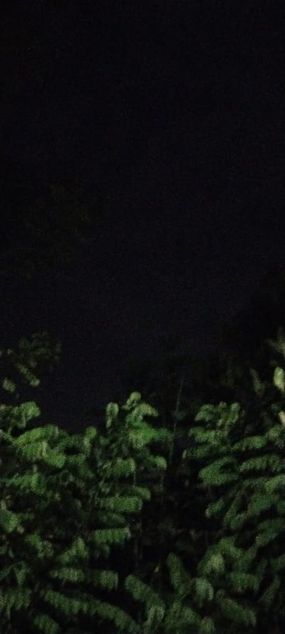 A dark, grainy image shows lush green foliage in the foreground, with the leaves appearing dense and clustered. The background is almost entirely black, suggesting a nighttime setting or deep shade. The foliage takes up the bottom third of the image, with the rest being a uniform dark expanse. There are no visible people, structures, or any specific landmarks that would indicate a location in Blangjruen, Indonesia. The image captures a natural scene, possibly a bush or tree canopy against a dark backdrop.