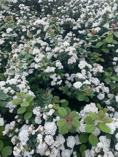The image shows a dense bush with numerous small white flowers and green leaves. The bush is in full bloom, with clusters of white blossoms covering most of the visible surface. Some of the leaves are a lighter green, and a few have a reddish-brown tint, likely new growth. The lighting suggests it is daytime, possibly overcast, as there are no harsh shadows. There are no people or animals visible. The image appears to be a close-up, naturalistic shot of the flowering bush, likely taken outdoors. The location within Vantaa, Finland is not identifiable from the image alone.