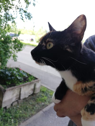 A calico cat with black, white, and orange markings is held by a person's arm, with its head and torso visible in profile against an outdoor background. The cat's green eyes are focused to the left. Behind the cat, out-of-focus trees and a street are visible. In the foreground, a planter box with green plants sits on the ground. The scene appears to be in an urban or suburban setting.
