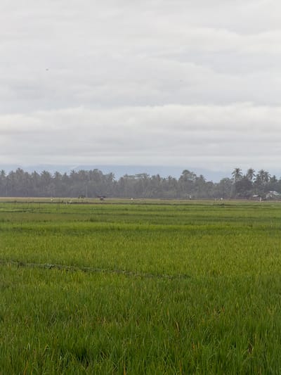 The image depicts an expansive rural landscape in Keudekarieng, Indonesia, under an overcast sky. The foreground and midground are dominated by a vibrant green rice paddy field, showing horizontal cultivation lines. In the mid-distance, within the rice fields, a small, dark, rectangular structure, possibly a hut, is discernible, accompanied by several lighter, indistinct shapes that may represent birds or scarecrows, and one or two larger, darker forms. Thin, vertical poles are sparsely distributed across the fields. The background features a dense, dark green tree line, composed primarily of palm trees, stretching across the horizon. Beyond the trees, the faint, hazy outlines of distant mountains are visible. On the far right, a small cluster of light-colored buildings is partially visible above the tree canopy. The sky is uniformly light grey and covered with clouds. Several tiny, dark specks, consistent with birds in flight, are present in the upper sky. No human figures are clearly identifiable.