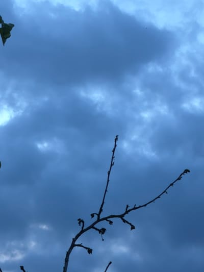 The image depicts a dark, cloudy sky, possibly at dusk or during a storm. Silhouetted against the sky are bare branches of a tree, some with a few small buds or leaves. In the upper left corner, a single dark green leaf is visible. The overall atmosphere is somber and potentially ominous. No people or man-made structures are discernable in the image. The location is not specified within the visual information provided.