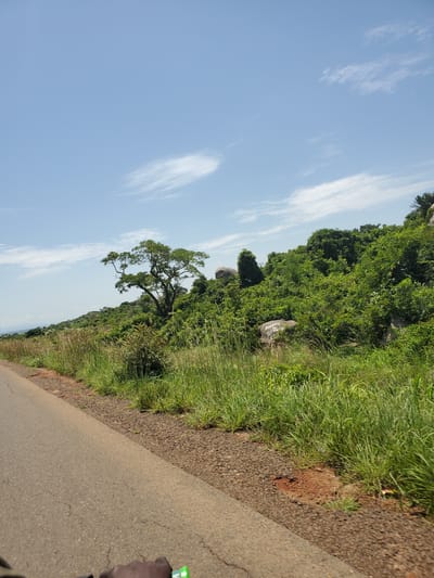 The image depicts a rural roadside scene under a bright, partly cloudy sky. A paved road runs along the left side of the frame, with a shoulder of gravel and dirt. Tall green grass and vegetation line the roadside, extending up a gently sloping hill. A solitary, large tree with a distinctive branching structure stands prominently on the hillside, its canopy spreading wide. The hill is covered in dense green foliage and scattered large rocks. On one of the rocks, graffiti is visible, with the words "AIAMS" and "SENSE" painted in white. The background shows a hazy, distant landscape of rolling hills. The image appears to be taken from a moving vehicle, as indicated by the slight motion blur on the road and the presence of a hand holding a green object in the lower right corner. The environment suggests a warm, possibly tropical or subtropical climate. The location is identified as Pankshin, Nigeria.