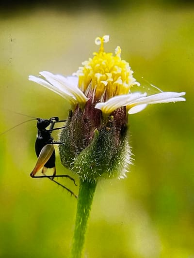In Keudebayu, Indonesia, a close-up shot focuses on a small black insect perched on a daisy-like flower. The insect, with long antennae and visible legs, clings to the fuzzy green base of the flower. The flower itself has delicate white petals and a bright yellow center. The background is a soft, blurred green, suggesting an outdoor environment with lush vegetation. The lighting appears natural, highlighting the textures of the insect and flower.