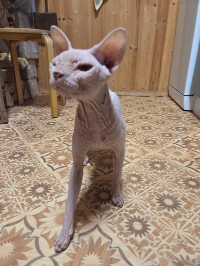 A hairless cat stands on a patterned floor in a room with wooden walls. The cat is pale pink and has large ears. The floor is covered with a linoleum or vinyl flooring with a repeating floral and geometric pattern in shades of beige and brown. To the left of the cat, there is a wooden stool with stacked logs behind it. To the right, a white appliance, possibly a refrigerator or washing machine, is partially visible. The overall environment appears to be domestic.