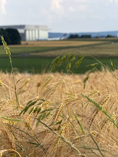 The image depicts a close-up view of a field of ripe wheat or barley. The foreground is dominated by the golden stalks and heads of the grain, with some fresh green grass blades interspersed. In the middle ground, there is a blurred green field, and further in the background, a large, modern building complex with a light-colored facade and numerous vertical columns is visible. This building is situated in a rural landscape, with rolling hills and vegetation. The sky is partly cloudy, with a mix of blue sky and white clouds. The overall impression is one of a rural setting with agricultural activity and a prominent industrial or commercial structure in the distance. The scene is located in or around Hahn, Germany, which is known for its airport and surrounding industrial areas.