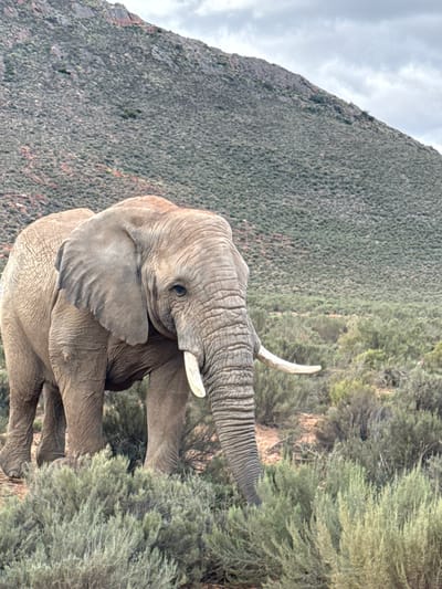 An African elephant is depicted standing in a natural, rugged landscape. The adult elephant, with its distinctive grey, wrinkled skin, prominent tusks, and large ears, is positioned facing towards the right side of the frame. Its trunk is raised and extended towards a dense thicket of light green bushes located to its right, suggesting it is foraging or investigating the vegetation. One tusk is clearly visible, curving upwards, while an eye is also discernible, conveying a calm and focused demeanor.
In the background, a steep, rocky mountain or hill rises dramatically, covered in sparse, scrubby green vegetation that blends with the earthy tones of the rock. The sky above is overcast with soft, diffused clouds, indicating a cloudy daylight scene. The ground beneath the elephant and around the base of the mountain is also covered in similar low-lying green flora. No human figures or man-made objects are visible, emphasizing the wild nature of the setting. There is no visible text in the image. The scene is consistent with wildlife found in the Witzenberg Local Municipality, South Africa.
