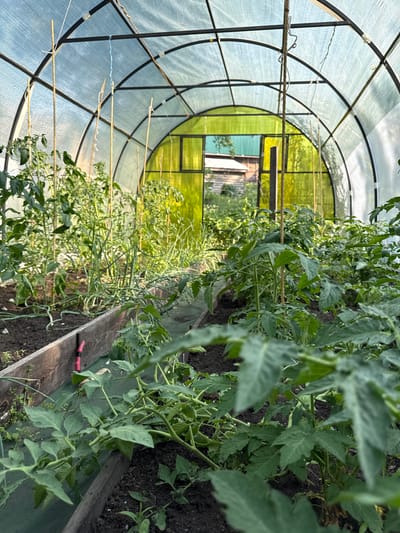 This is a vertical, close-up shot taken inside a greenhouse in Gorno-Altaysk, Russia. The greenhouse has a translucent, curved roof supported by black metal framing. The focus is on a row of healthy green tomato plants growing in dark soil. The plants are tall and bushy, with many leaves and stems. Some of the plants are supported by thin wooden stakes, tied with white string. In the background, through the greenhouse wall, a wooden structure with green and yellow panels is visible, suggesting it is part of the surrounding garden or landscape. The lighting suggests it is daytime, with natural light filtering through the greenhouse material, creating a warm, slightly diffused atmosphere. There are no people visible in the image. The scene evokes a sense of growth, cultivation, and the bounty of nature. The image does not contain any visible text.
