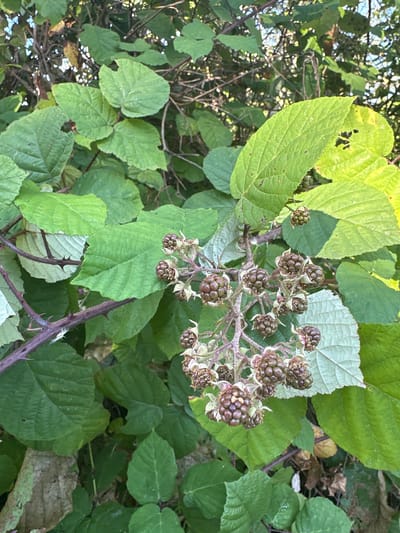 A close-up, low-angle shot captures a cluster of unripe blackberries hanging from a thorny vine amidst lush green foliage. The blackberries are dark purple-brown, with a textured surface, and are clustered together on thin stems. The vine's stem is a reddish-purple and is covered in sharp, prominent thorns. The surrounding leaves are various shades of green, with some showing signs of wear, such as small holes or ragged edges. Sunlight filters through the leaves, creating dappled light and shadows across the scene. The background is a dense mix of more green leaves and branches, with hints of the sky visible through the gaps. The overall impression is one of natural growth in an outdoor, wild environment. This scene is located in the city of Verkhniy Yurt, Russia.