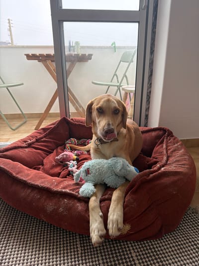 In a cozy setting, a light brown Labrador Retriever is resting on a rust-colored corduroy dog bed, nestled amongst several plush toys, including a light blue bunny. The dog appears content, with its tongue slightly out and a playful expression. A patterned blanket is visible on the right side of the bed. Through a glass sliding door in the background, a balcony is visible with some chairs and a wooden shelf attached to the wall. Outside the balcony, power lines are visible against a bright, overcast sky, suggesting it might be daytime. The overall scene conveys a sense of comfort and relaxation for the dog. The dog's collar has a tag with some visible text.
