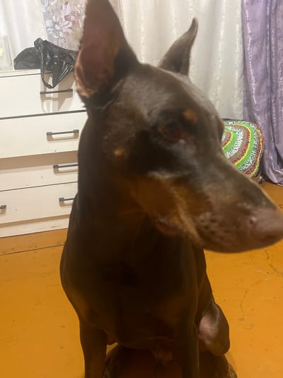A dark brown Doberman Pinscher is the subject of the photograph, positioned in the foreground and facing right, with its head angled slightly towards the viewer. The dog is seated on an orange, textured floor. Behind the dog, to the left, is a white dresser with black drawer handles. On top of the dresser, a black plastic bag is visible. The background includes a window with light-colored curtains and a sheer, floral-patterned curtain to the left. To the right of the dog, a colorful, circular, woven mat is situated against a backdrop of a purple, textured curtain. The scene appears to be indoors, possibly in a residential setting. No people are present in the image.